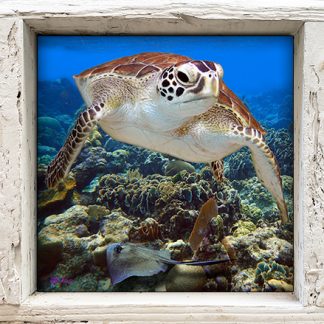 "Turtle with Sting Ray"