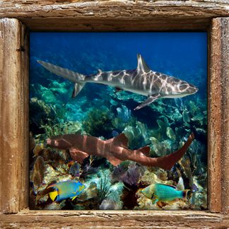 "Two Sharks with Tropicals"