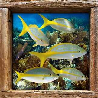 "Yellowtail x5"