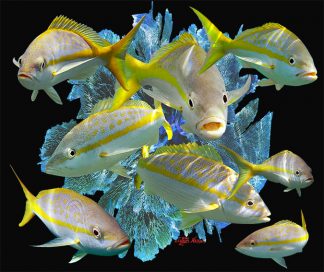 "Yellowtail School"