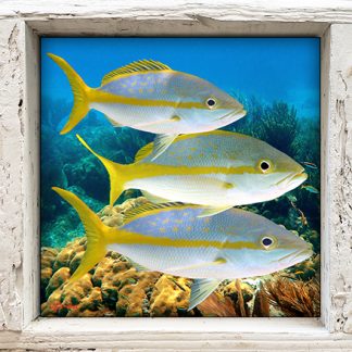 "Yellowtail x3"