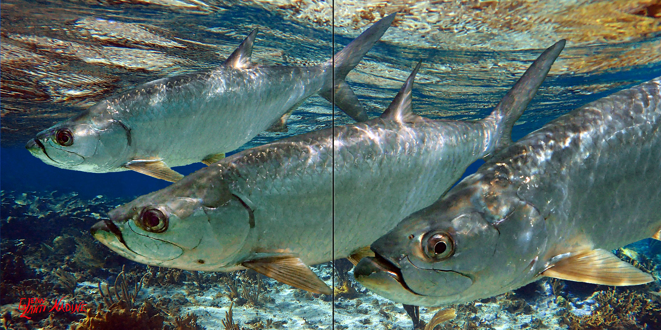 "Three Tarpon in the Shallows" Tile Mural