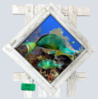 "A Pair of Parrots" Diamond Lid