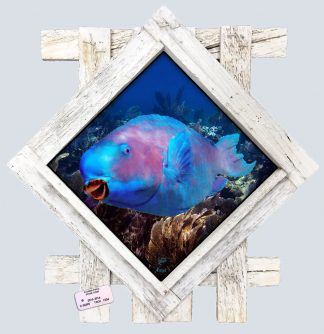 "Blue Parrotfish Deep" Diamond Lid