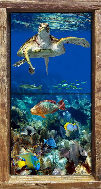 "Cruising The Reef"