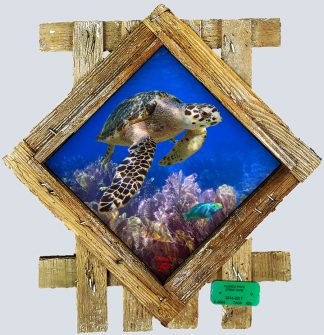 "Cruising Hawksbill" Diamond Lid