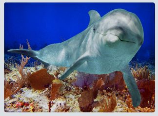 "Dolphin over the Seafans" Cutting Board