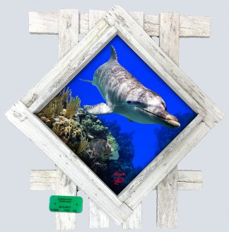 "Dolphin on the Dropoff" Diamond Lid