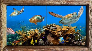"Elkhorn Cluster Reef"