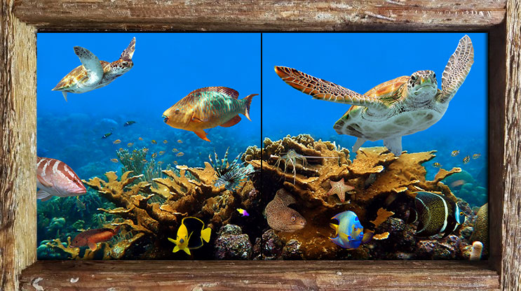 "Elkhorn Cluster Reef"