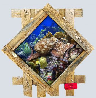 "Exploring the Reef" Diamond Lid