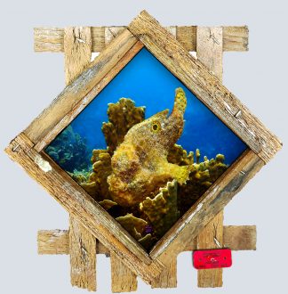 "Frog Fish" Diamond Lid