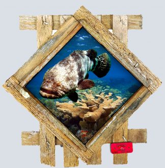"Goliath Grouper Over the Corals" Diamond Lid