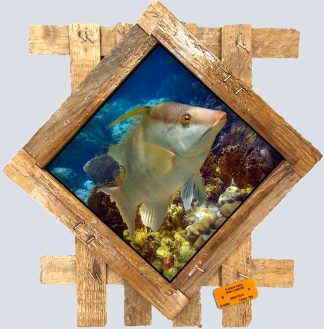 "Hogfish on the Reef 2" Diamond Lid