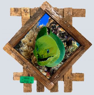"Moray on the Reef" Diamond Lid