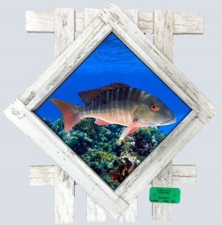 "Mutton Snapper" Diamond Lid
