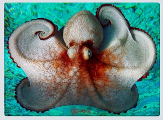 "Octopus 2" Cutting Board