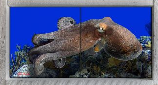 "Octopus Gliding Along the Reef " 2 Tile Mini Mural