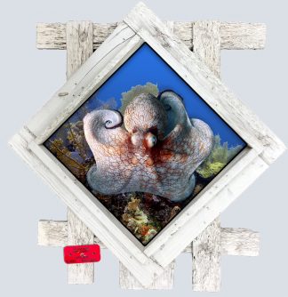 "Octopus in Curacao" Diamond Lid