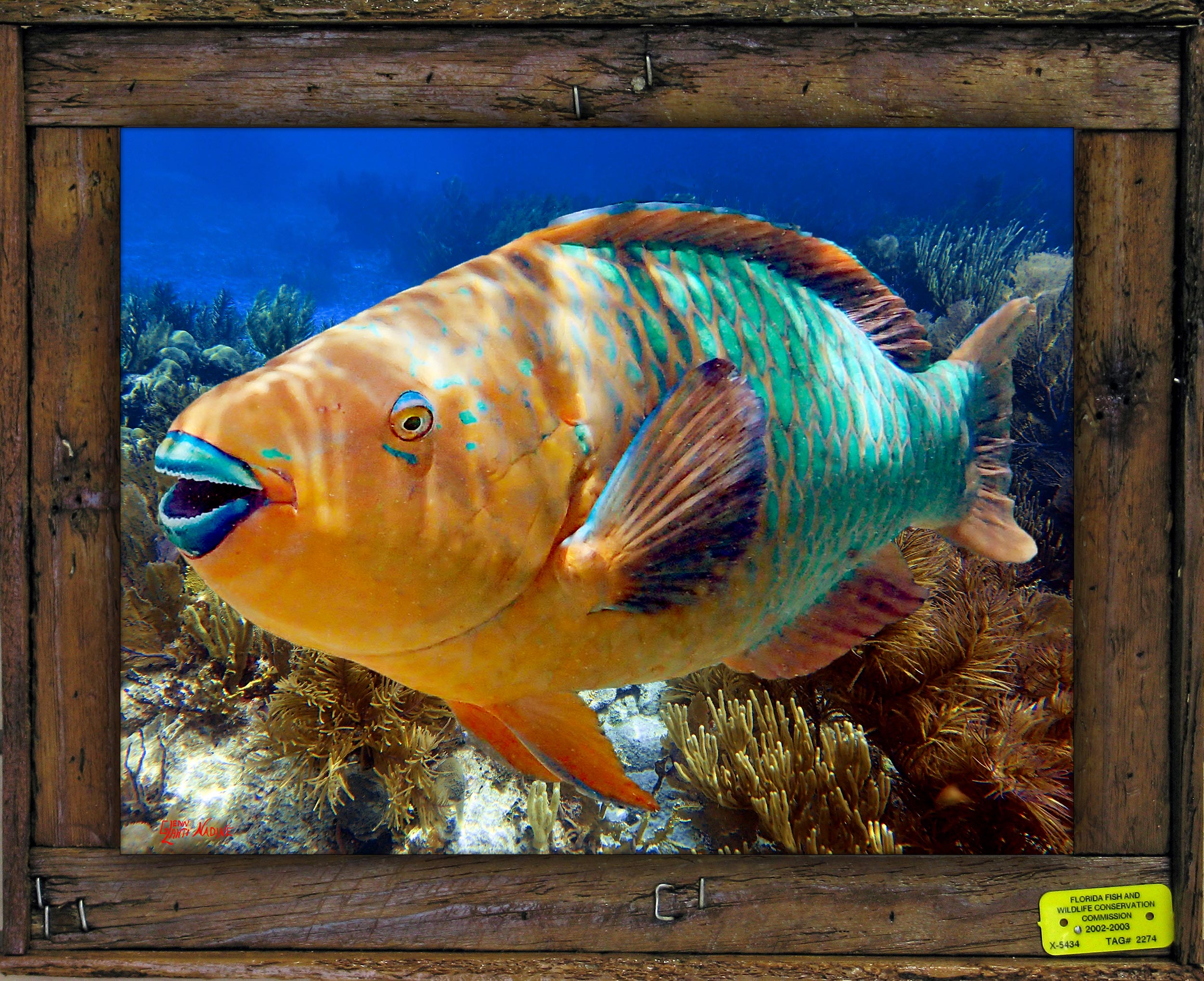 "Parrotfish 21"