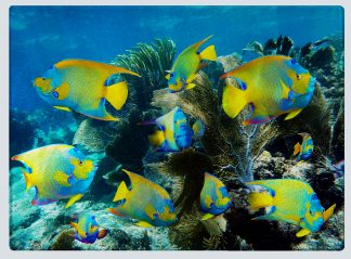 "Queens of the Reef" Cutting Board