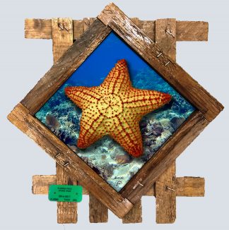"Starfish on the Reef" Diamond Lid