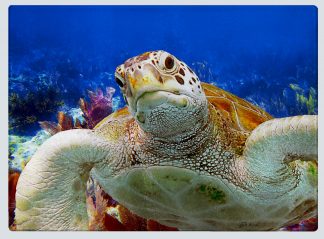 "Turtle Close Up" Cutting Board