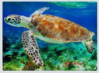"Turtle in the Shallows" Cutting Board