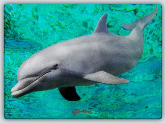"Dolphin at the Surface" Cutting Board