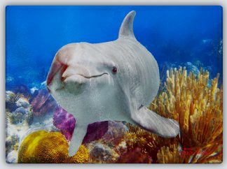 "Dolphin on the Ledge" Cutting Board