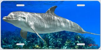 "Dolphin on the Reef"