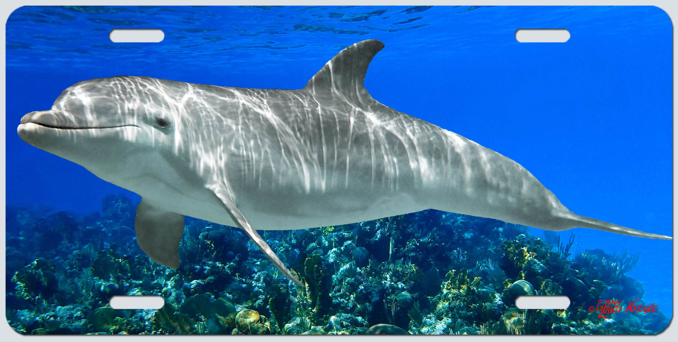"Dolphin on the Reef"