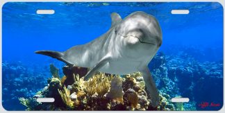 "Dolphin Over the Coral"