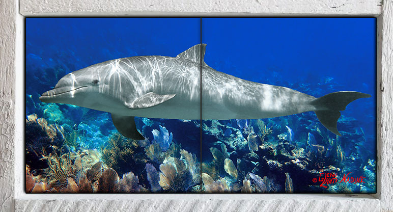 "Dolphin Over the Reef"