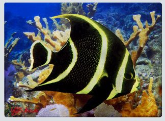 "French Angelfish" Cutting Board
