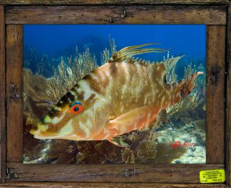 "Hogfish in the Gorgonians"