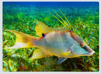 "Hogfish in the Grass" Cutting Board