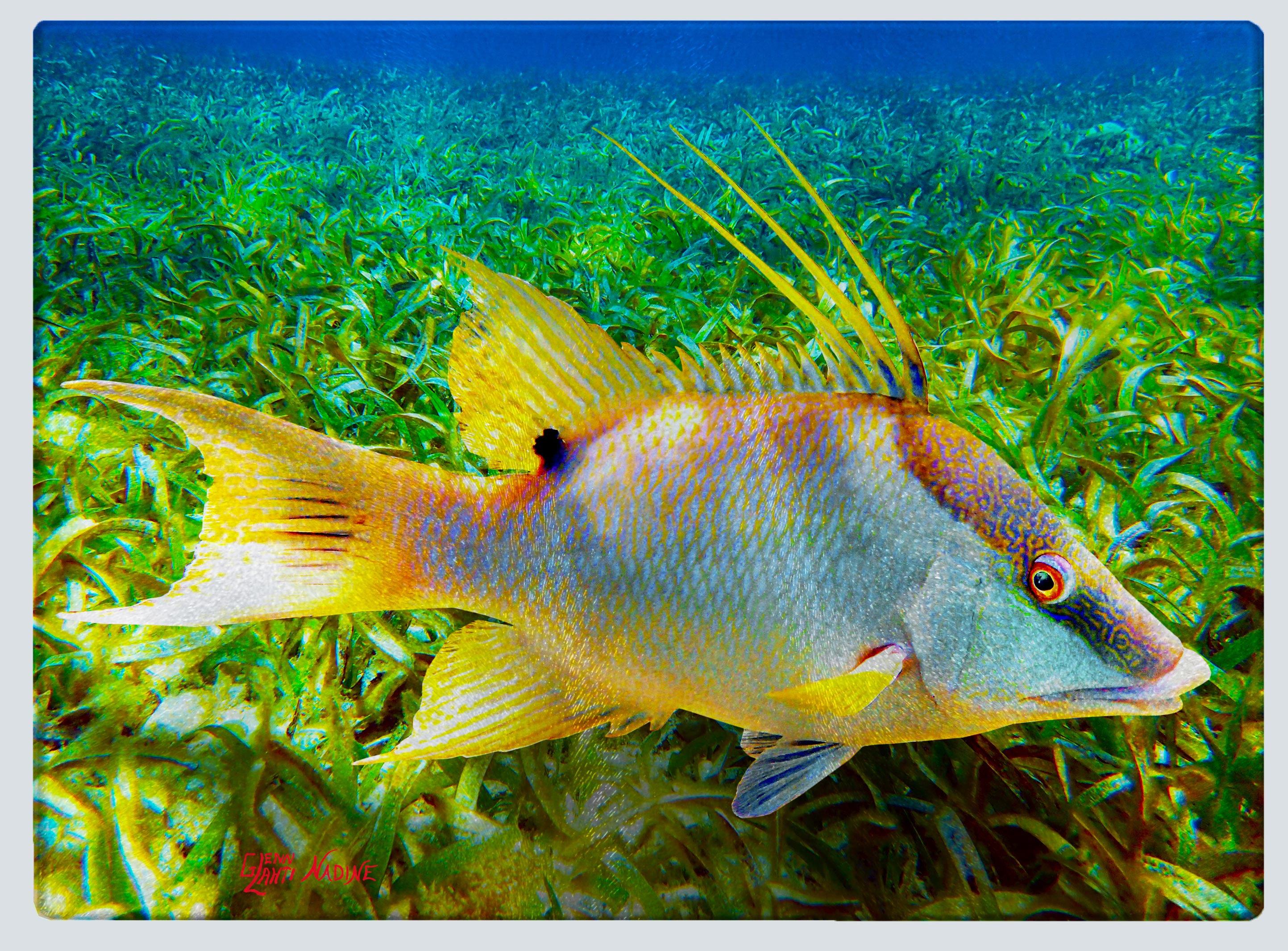 "Hogfish in the Grass" Cutting Board
