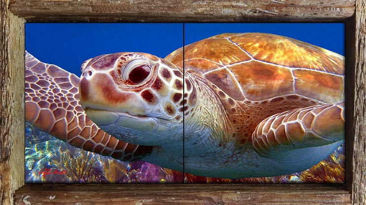 "La Tortuga" 2 Tile Mini Mural