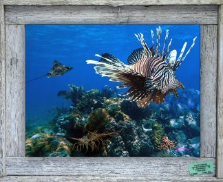 "Lionfish  with Angelfish"