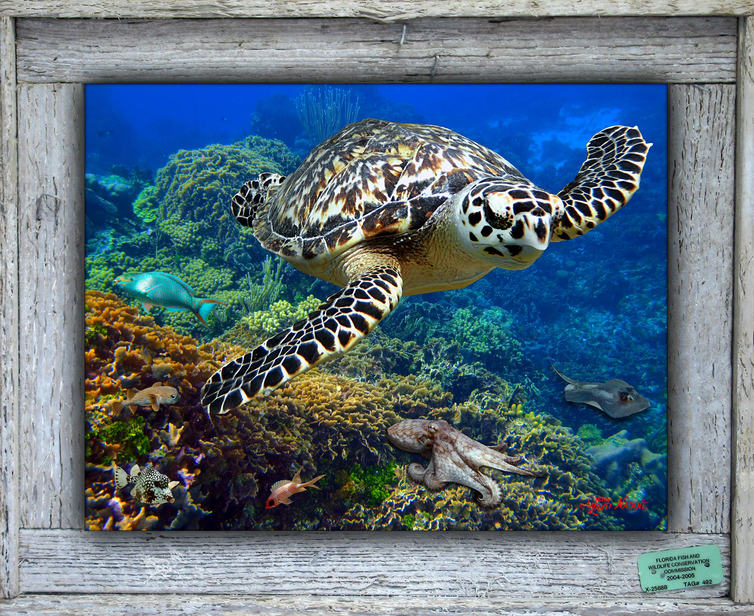 "Maya Cay Reef"