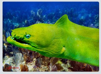 "Moray Eel" Cutting Board