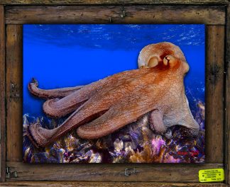 "Mr. Octopus"