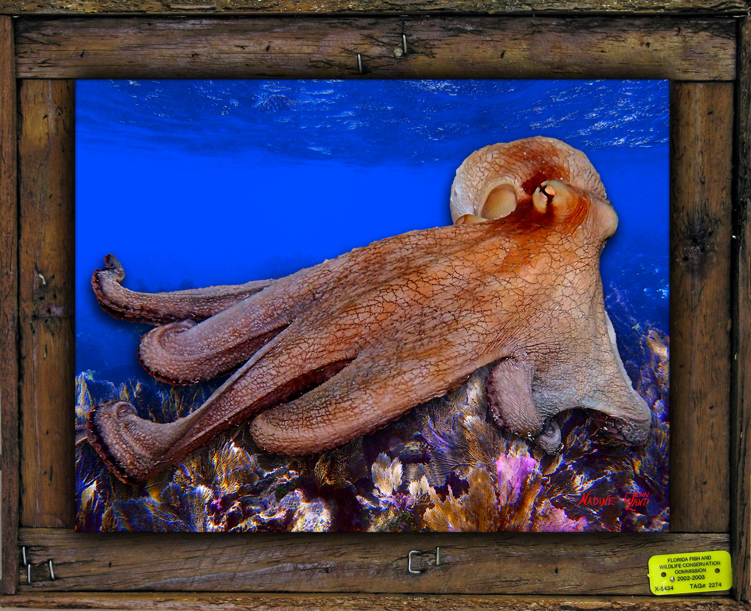"Mr. Octopus"