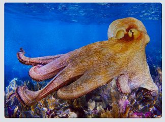 "Octopus 71" Cutting Board