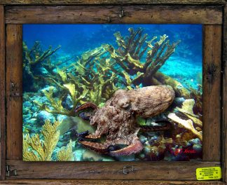 "Otopus in the Corals"