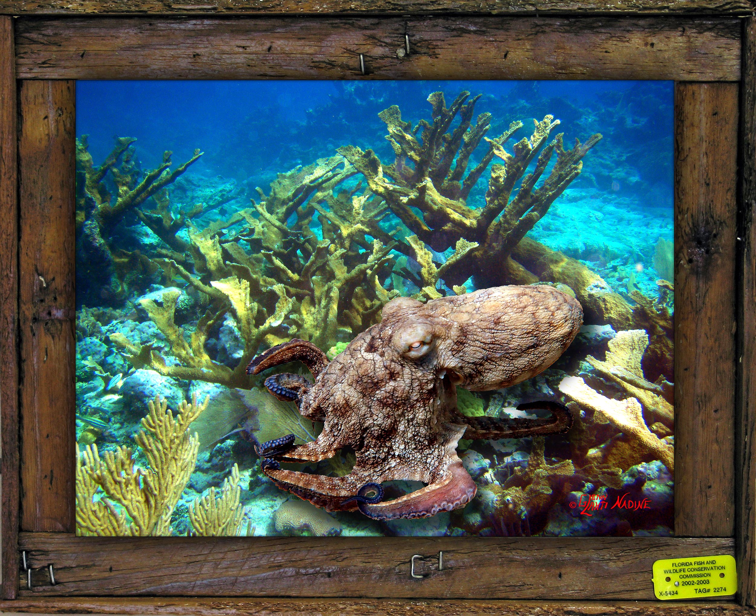 "Otopus in the Corals"