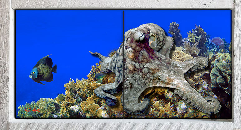 "Octopus on the Corals"