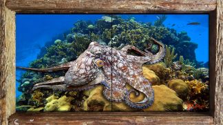 "Octopus on the Reef"