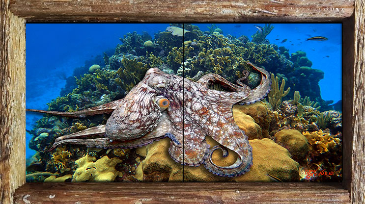 "Octopus on the Reef"
